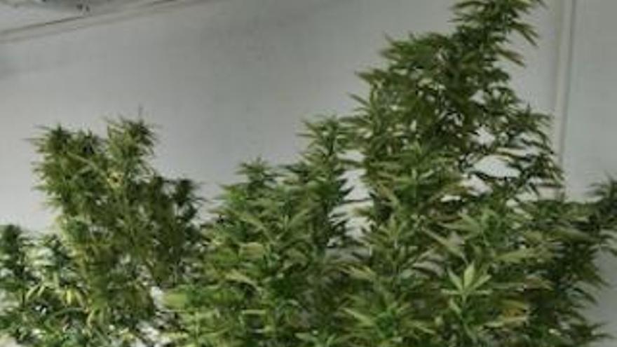 Plantas de marihuana requisada por la Policía en Alhaurín de la Torre