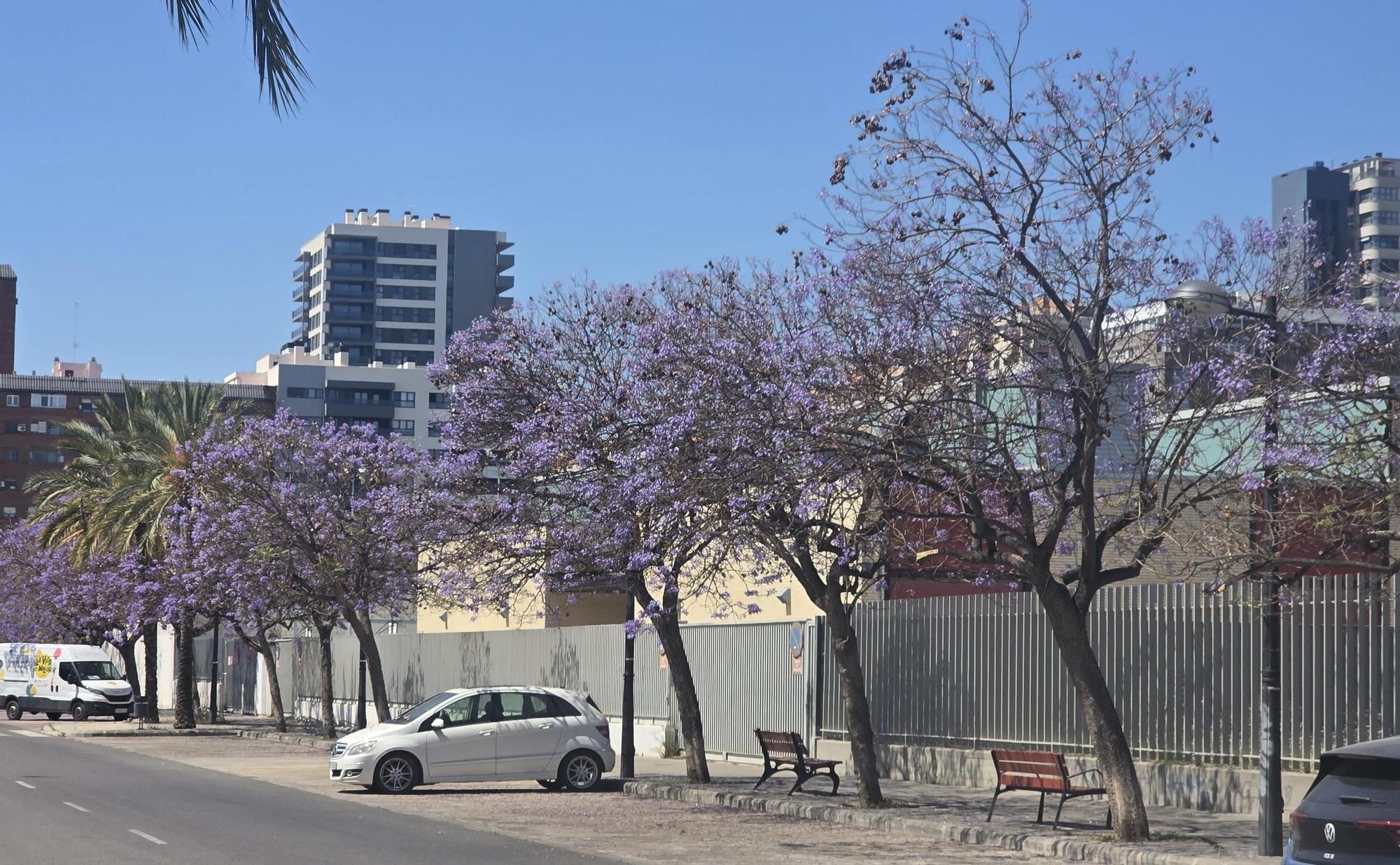 Jacarandas en la ciudad de València