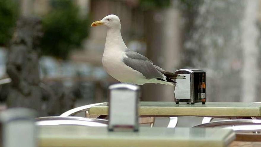 Una gaviota posada en la mesa de una terraza. // G. Santos