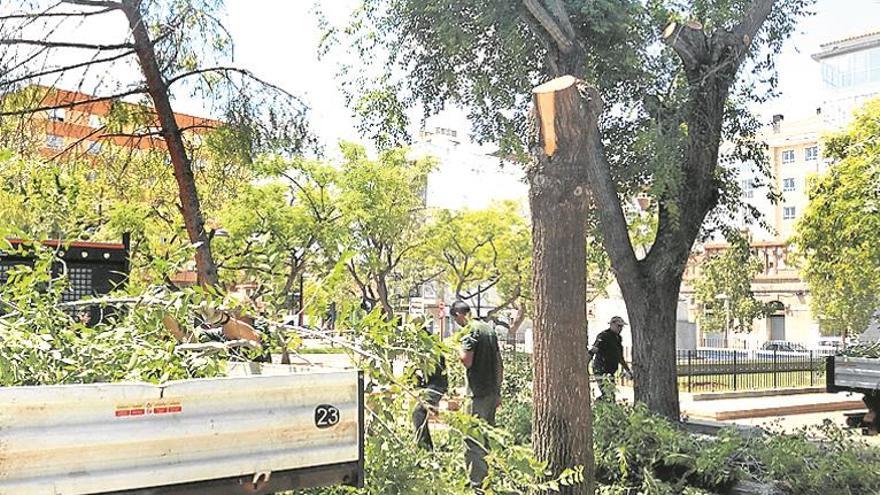 Talan los olmos de la plaza del Llaurador para evitar riesgos