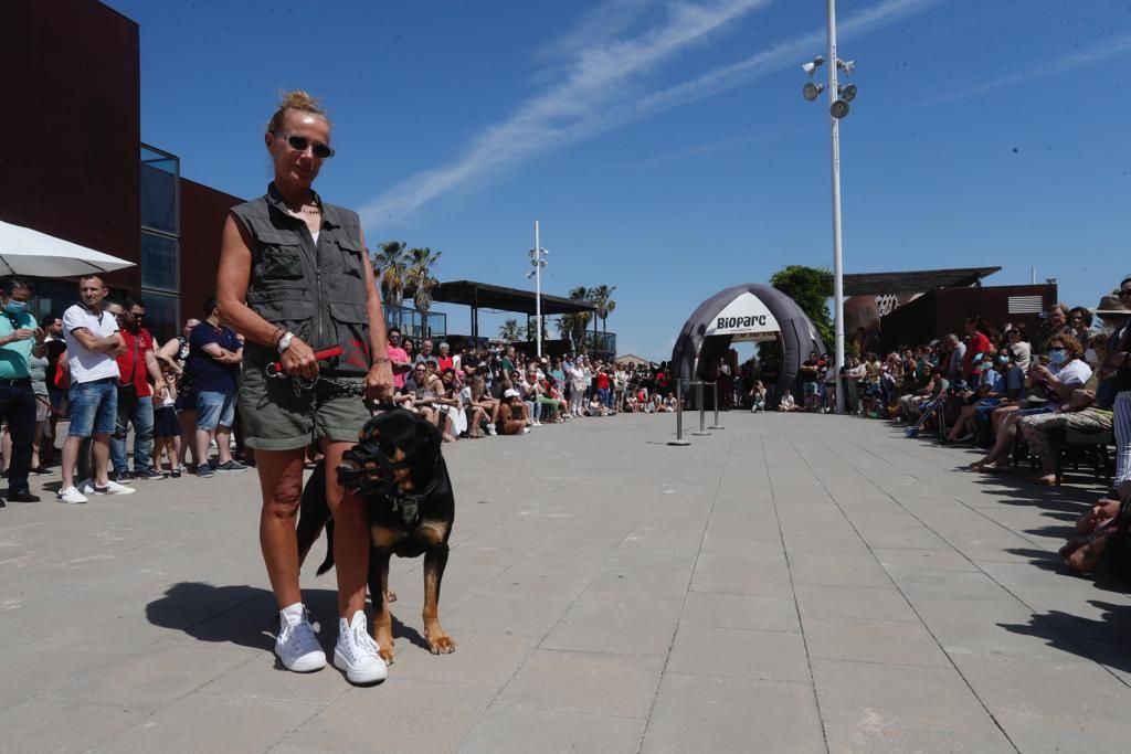 Pasarela de perros de adopción en Bioparc