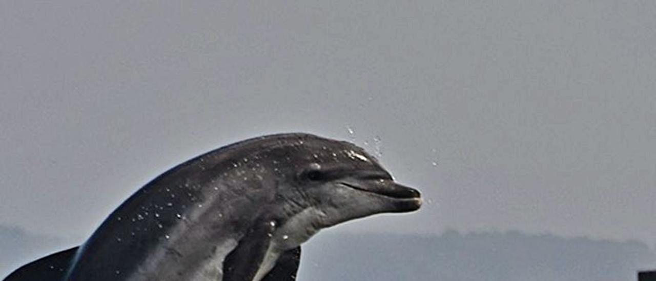 Delfines mulares divirtiéndose entre bateas. |   //  BDRI