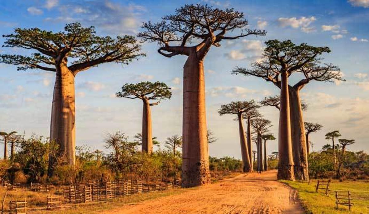Baobab, el superalimento que ha enganchado a las famosas