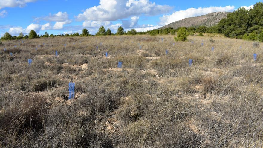 Culmina en Lorca la reforestación de Los Alahueces tras plantar más de 10.000 árboles