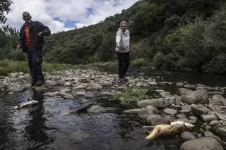 El Seprona y la Confederación del Tajo investigan la aparición de cientos de peces muertos en Arrolobos