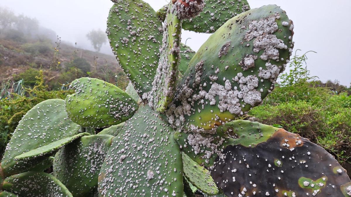 Imagen de una tunera en la zona del Barranco del Laurel, en Moya, atacada por la cochinilla mexicana.