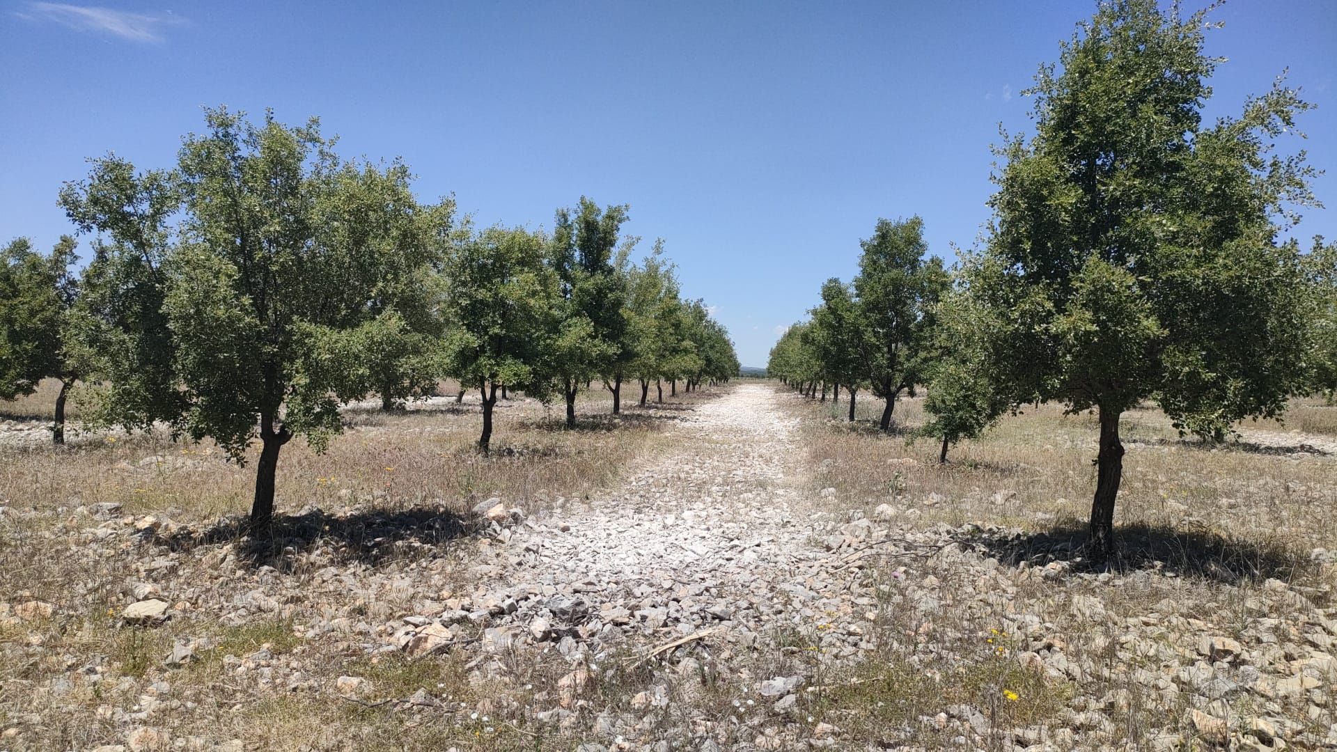 La truficultura invade la Serranía: una alternativa a los cultivos de serrano tradicionales