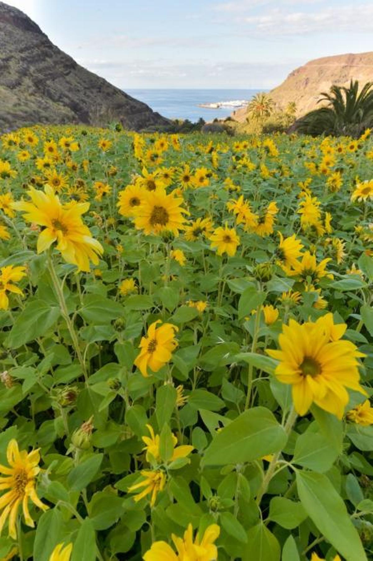 Girasoles en Guayedra (Agaete)