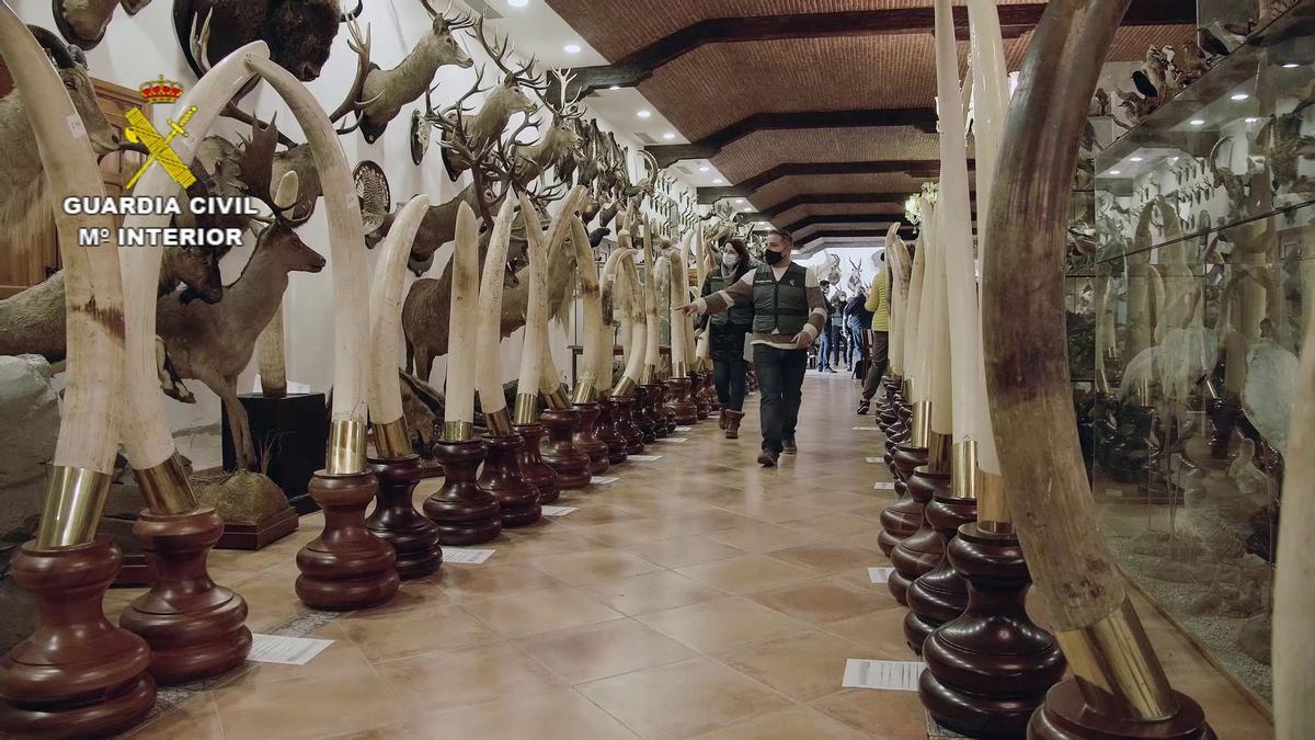 FOTOS | Las imágenes de la colección de animales disecados hallada en Bétera, la más grande de España FOTOS | Las imágenes de la colección de animales disecados hallada en Bétera, la más grande de España