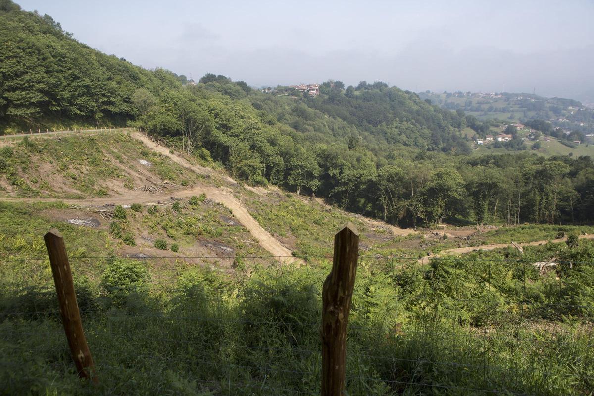 EL CARBAYU, LANGREO. PARCELA PLANTACION DE CASTAÑOS