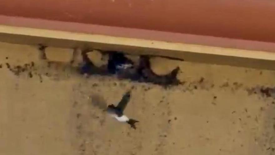 Investigado un vecino de Monesterio por destruir nidos de una especie protegida de avión común
