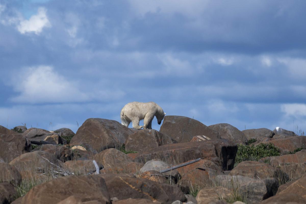 Así viven los osos polares en Hudson Bay, cerca de Churchill (Canadá).