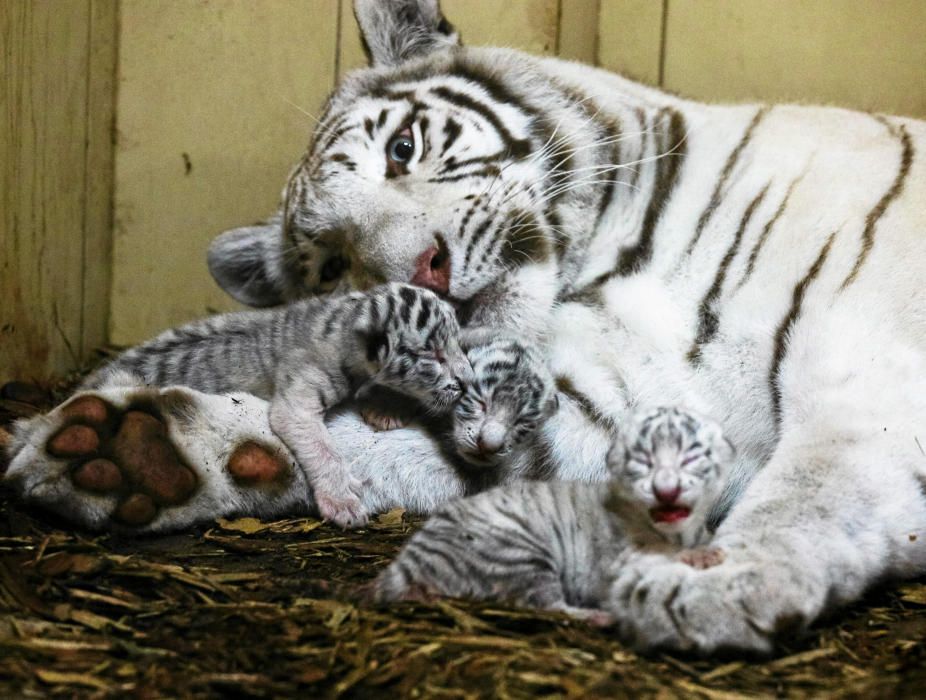 Newborn white Bengal tiger cubs lie in a private ...