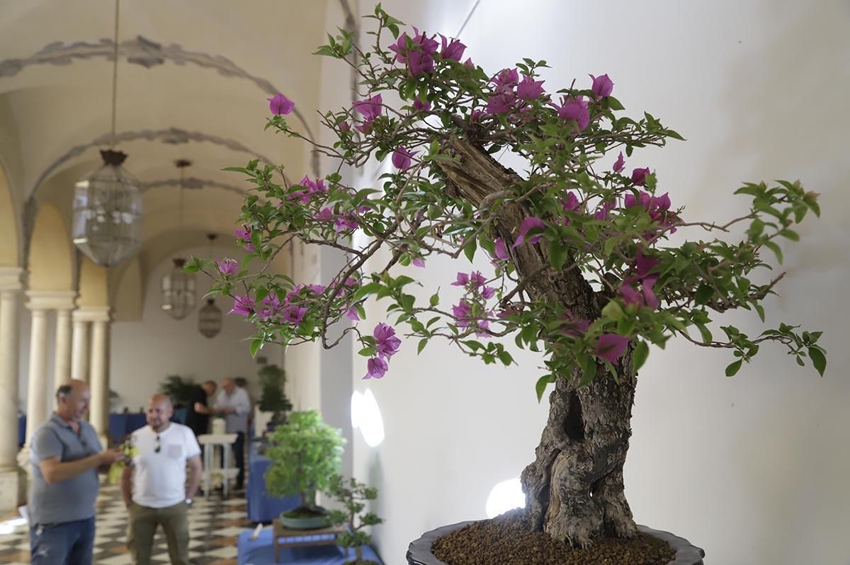 La exposición de bosáis de primavera de la Diputación de Córdoba, en imágenes