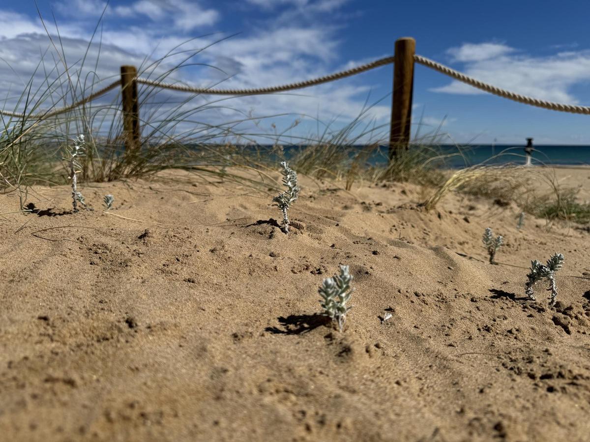 Imagen de los plantones de las especies protegidas en las dunas de la playa de La Mata