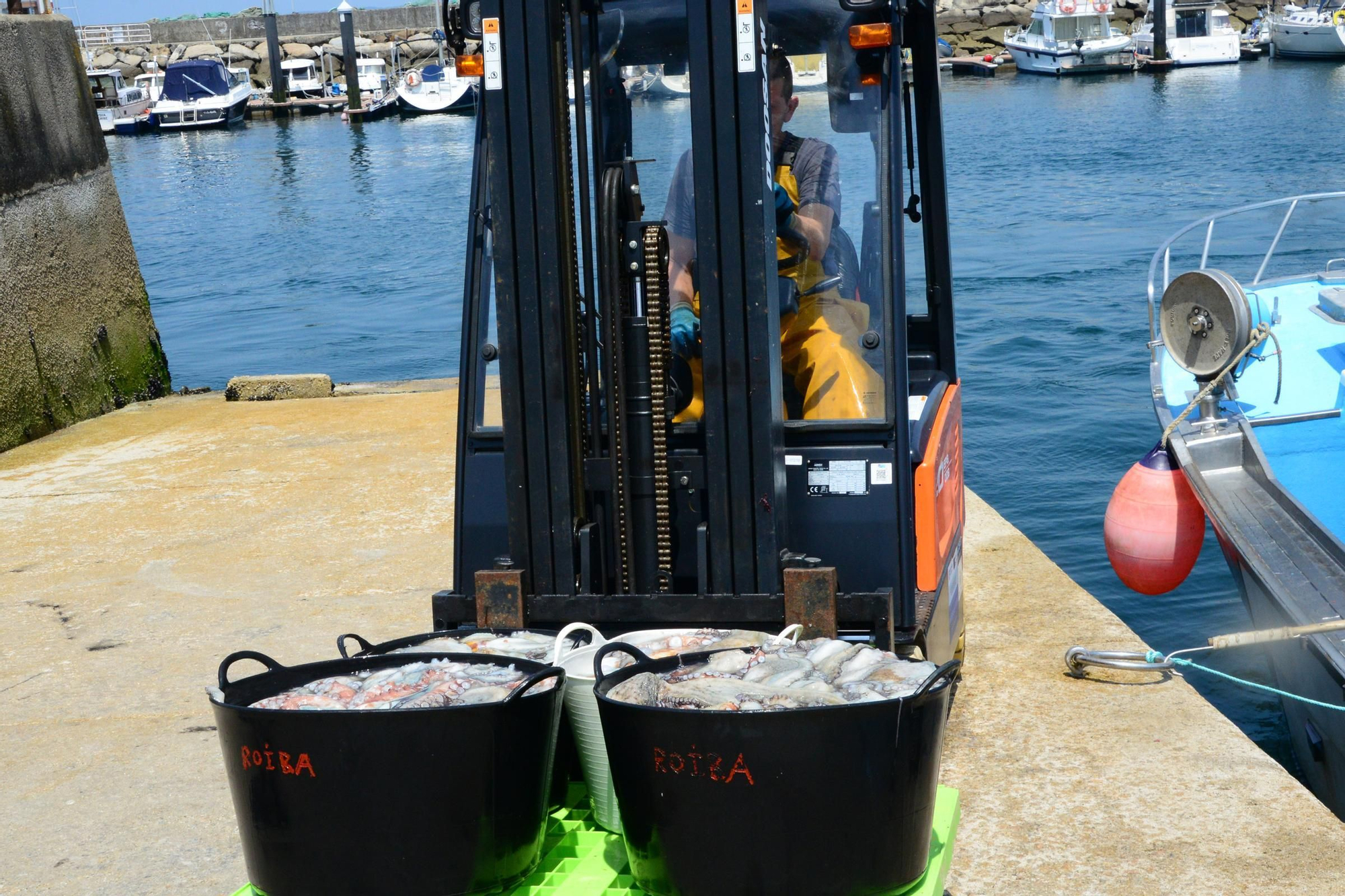 El inicio de la campaña del pulpo en el puerto de Bueu