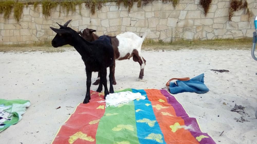 Cabras en la playa de Tirán