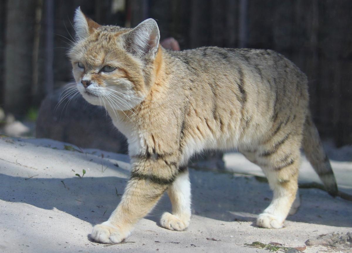 El gato de las arenas es el único que vive en los desiertos