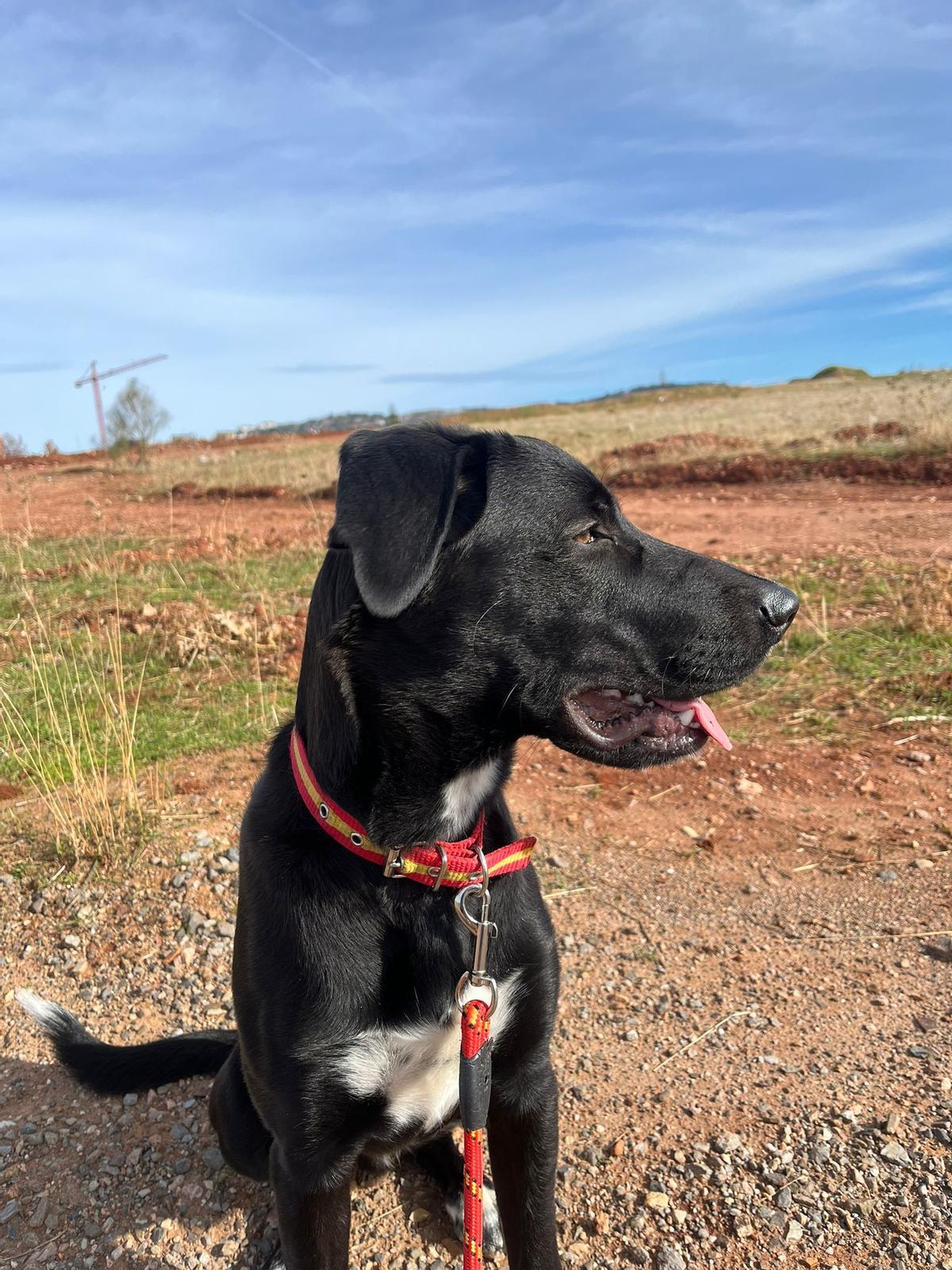 Galería | Así es Boss, el perro perdido en el entorno de Aliseda Galería | Así es Boss, el perro perdido en el entorno de Aliseda