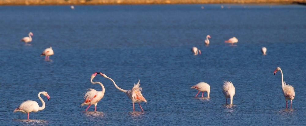 Flamencos en Ibiza