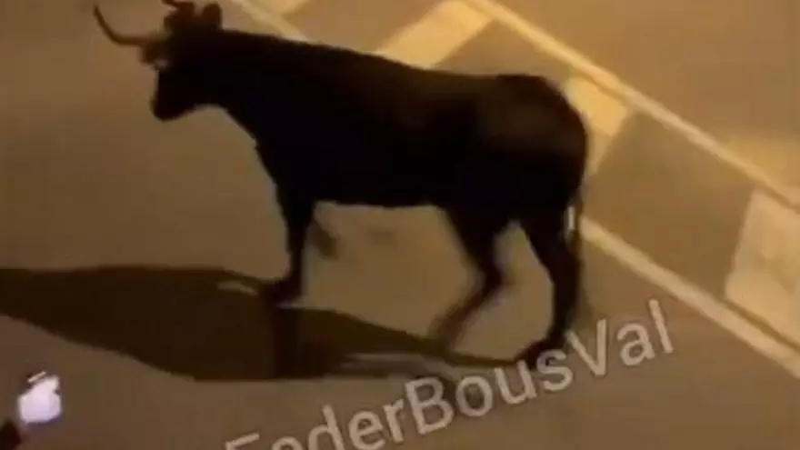 Susto en las vaquillas de Cullera