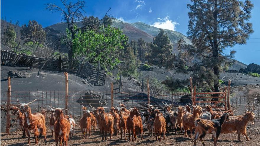Las granjas de cabras sobreviven al volcán Tajogaite