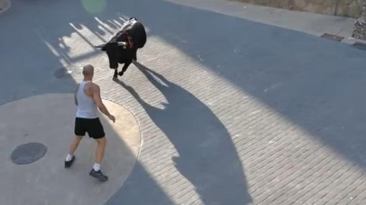 Imagen de un 'rodaor' haciendo un quiebro a uno de los toros exhibidos en Artesa.