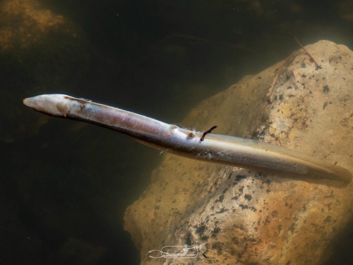 FOTOS | La mortandad de peces y fauna en el Riuet de s'Illot, en imágenes FOTOS | La mortandad de peces y fauna en el Riuet de s'Illot, en imágenes