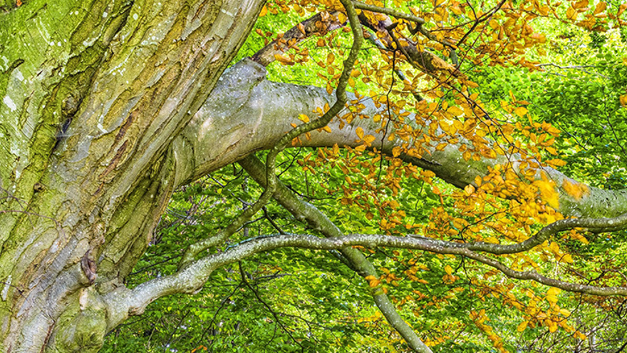 Online. Curso de los colores de las estaciones. Los tintes vegetales y naturaleza III. La primavera.