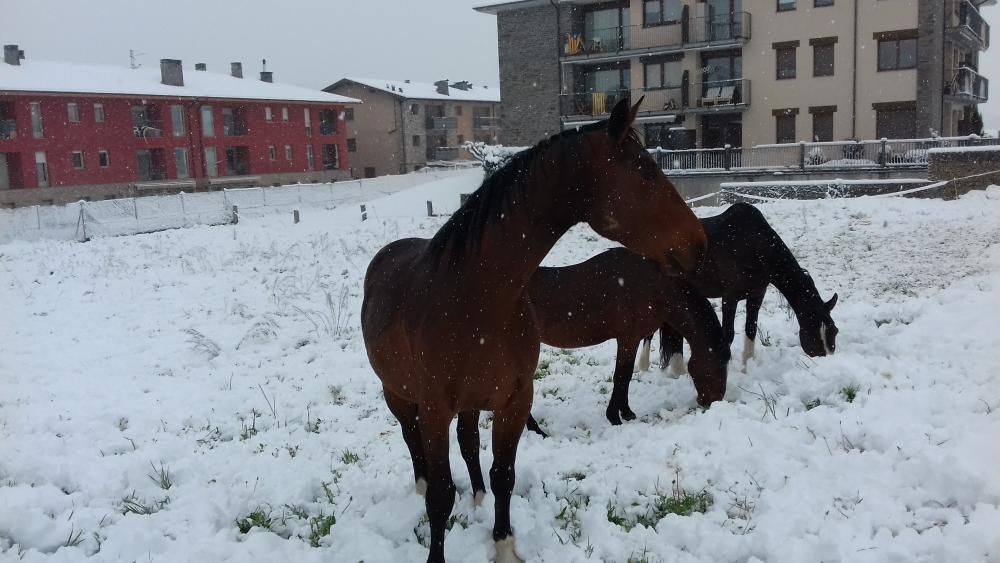 Nevades a la Cerdanya i el Berguedà