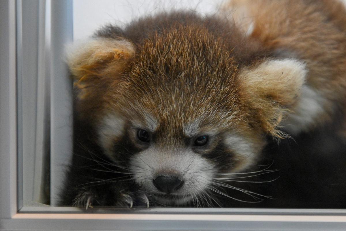 Dos cachorros de panda rojo, presentados en Yokohama