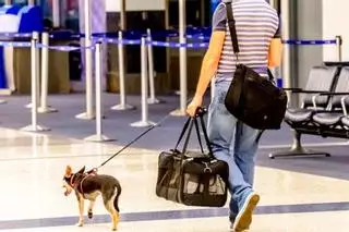 La UE endurece las normas para los dueños de perros y gatos: el nuevo documento obligatorio que deben tener todos los madrileños a partir de hoy