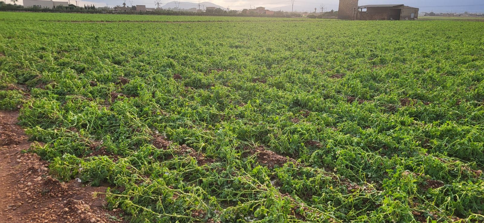 Una granizada destroza el cultivo de la patata en sa Pobla