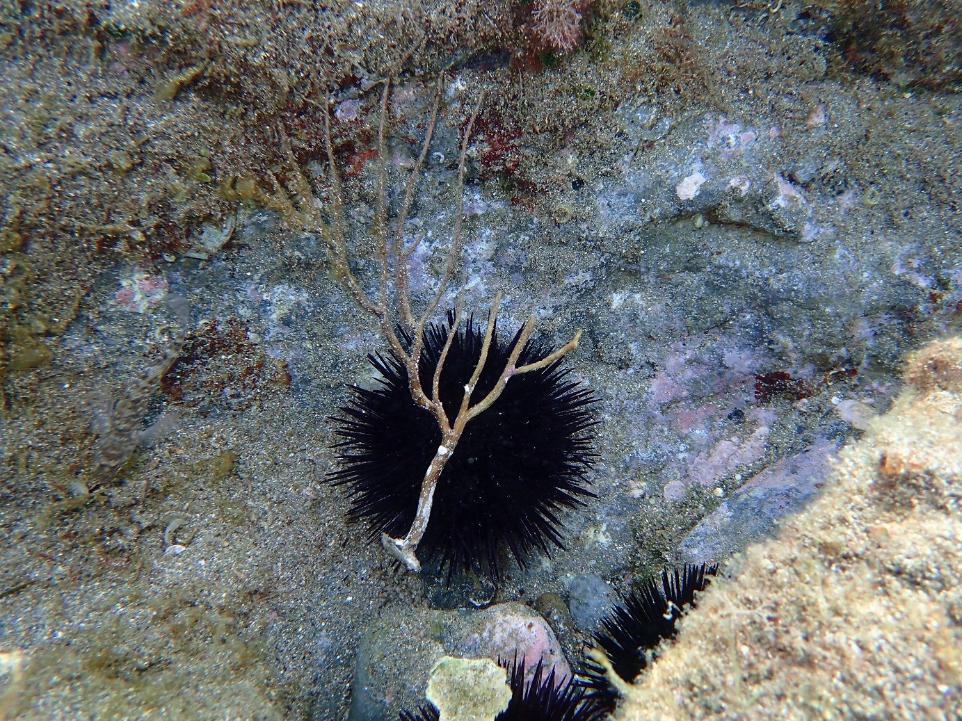 Una garota sobre un corall mort a cap de Creus.