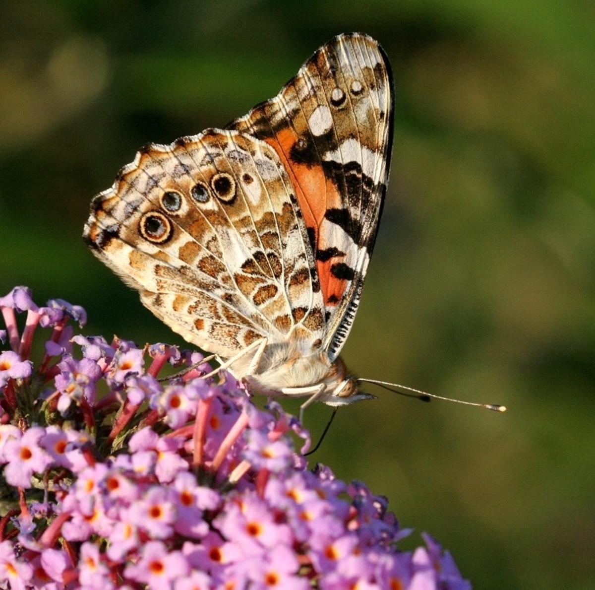 La mariposa es frecuente en España