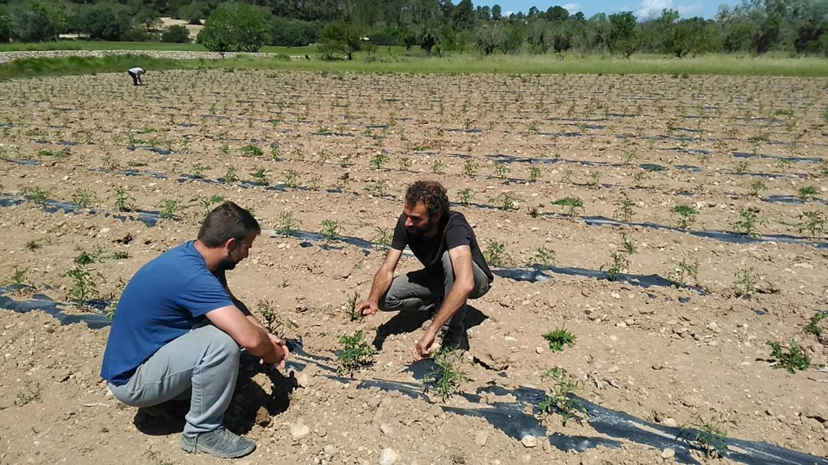 APAEMA y Pagesos Ecològics de Mallorca llevan a cabo un proyecto piloto sobre nuevos métodos de producción