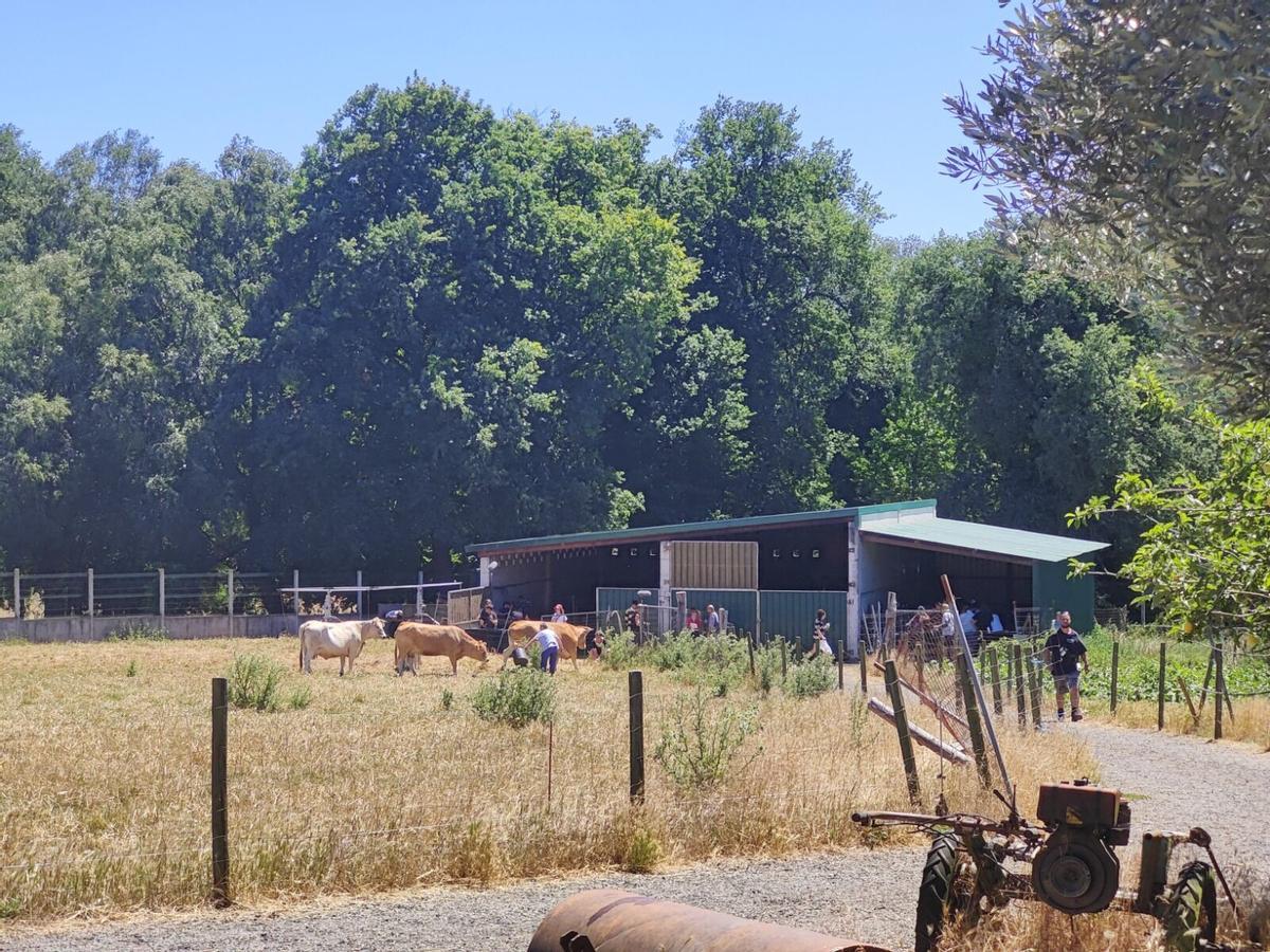 Vacas en una localización de la grabación en Xaxán.