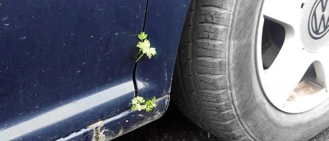 Ramitas de perejil que crecen en un coche.