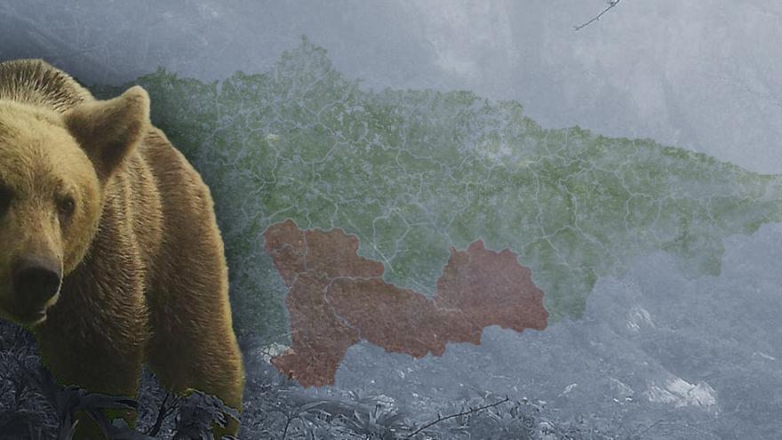 ¿Aú viven los osos?: un nuevu mapa del Principáu detalla los territorios oseros de les Cuenques