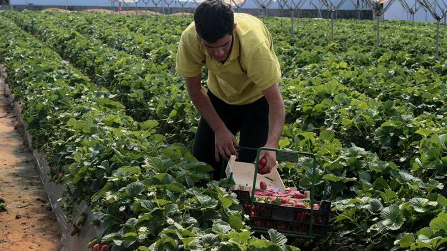 Multa de 130.000 euros a una empresa fresera de Huelva por obstruir la labor de la Inspección de Trabajo