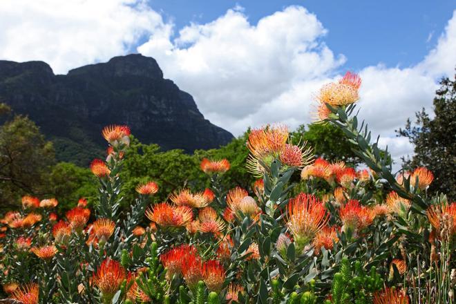 Kirstenbosch, Sudáfrica