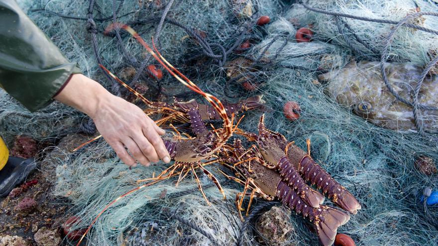 Revalorizar el pescado local balear para evitar la venta ilegal