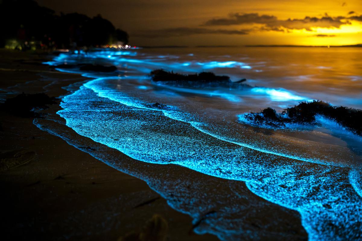 No es magia, es bioluminiscencia.