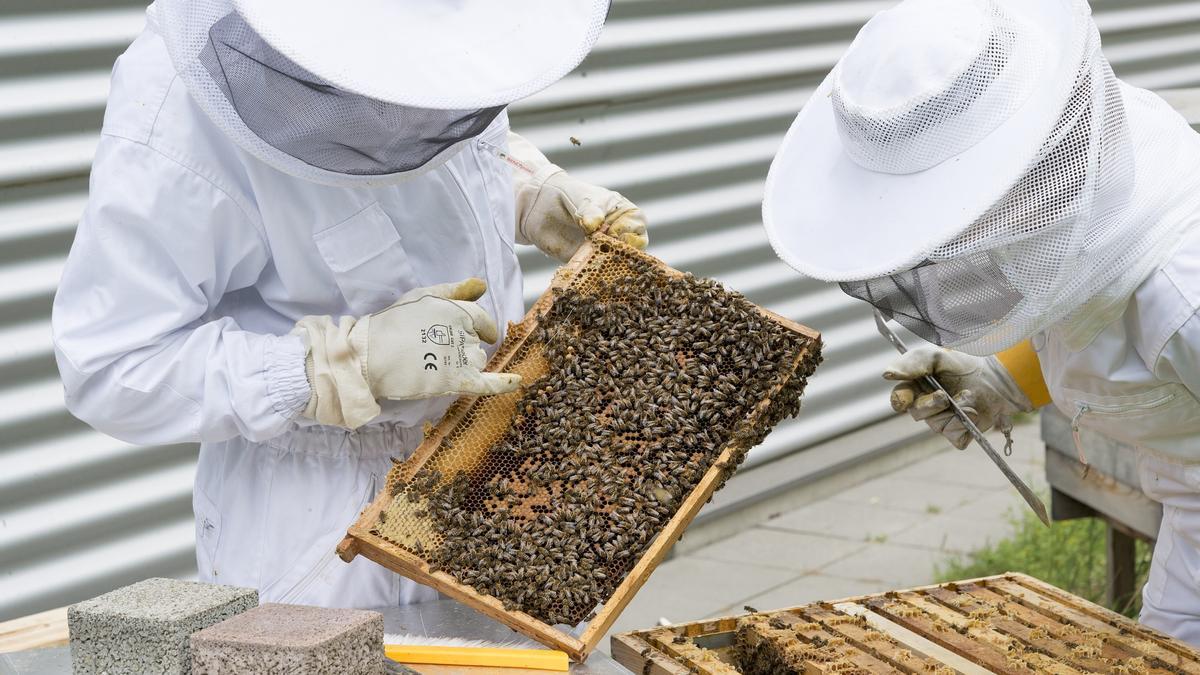 La apicultura podría ser Patrimonio de la Humanidad