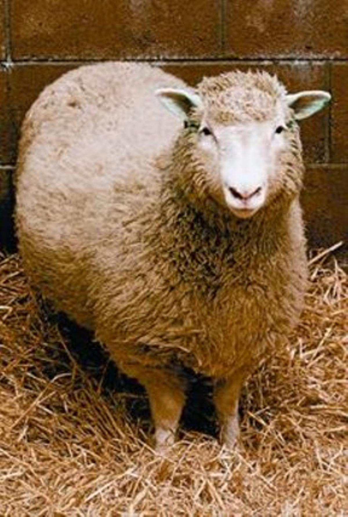 L’ovella Dolly, el primer mamífer clònic. L’ovella Dolly, el primer mamífer clònic.