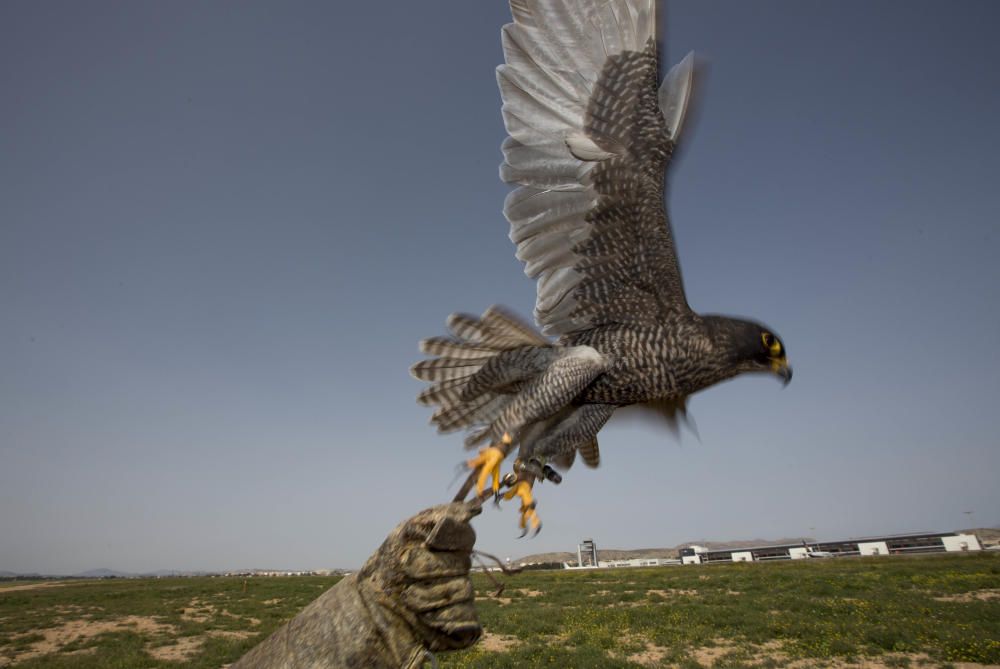 Halcones en El Altet, los guardianes del cielo