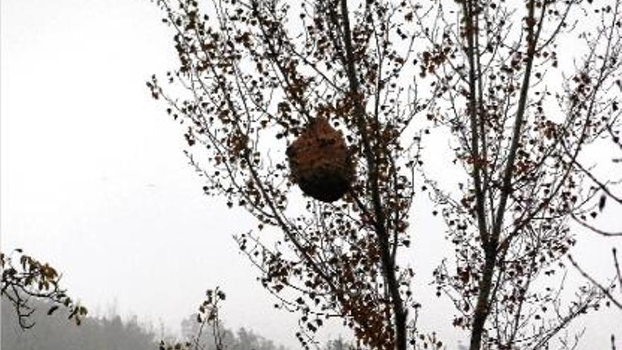 Enmig de les branques dels arbres de riu, el rusc se sosté fora de la lògica de la gravetat.