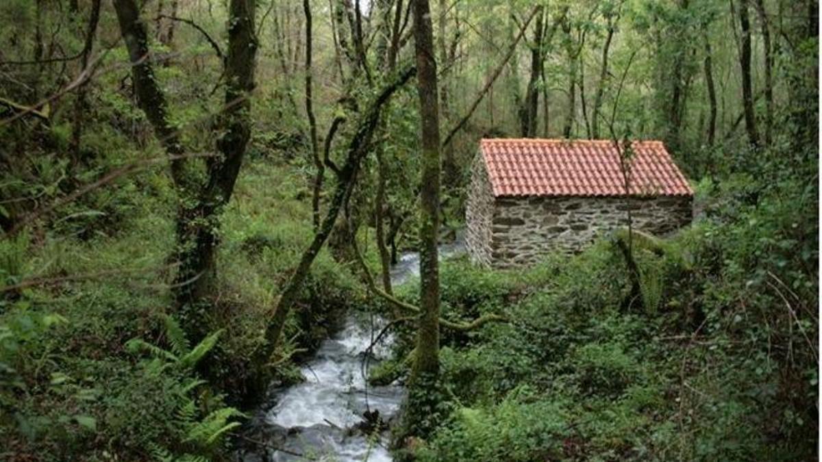 Zona de bosque en Vilarmaior.