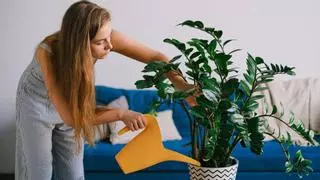 Evita la tragedia: descubre cómo regar las plantas durante tus vacaciones