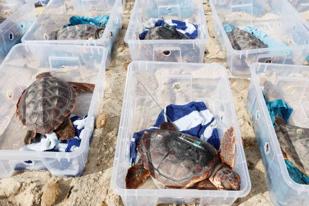 Liberadas en Ibiza 26 tortugas de la primera puesta registrada en Baleares